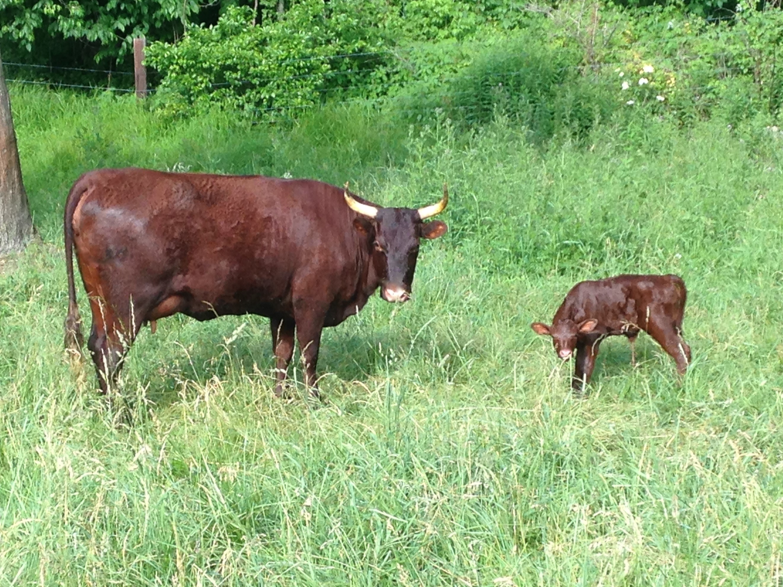 Oldtime Farm Cow