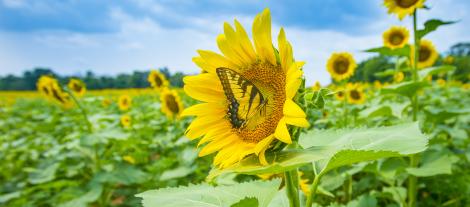 butterfly on sunflower in field