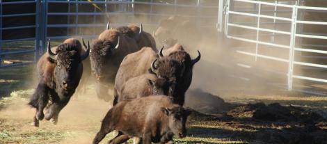 Bison for the Indigenous Animals Harvesting and Meat Processing Grant 