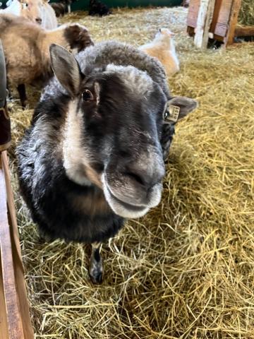A sheep with a black and white face poses while standing on a hay-strewn floor.