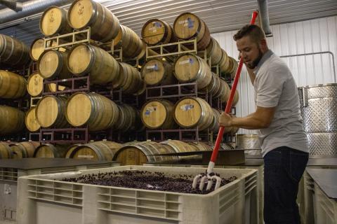 Unionville Vineyards GM John Cifelli crushes grapes for wine