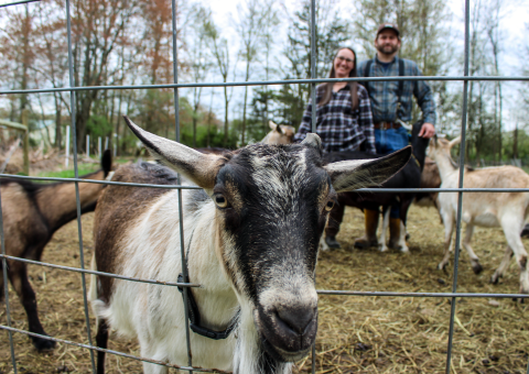 goat steals the show at Stewgler farms.