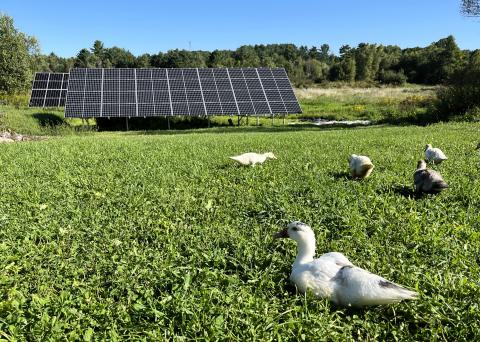 Farm ducks graze in front of ground-mounted solar arrays.