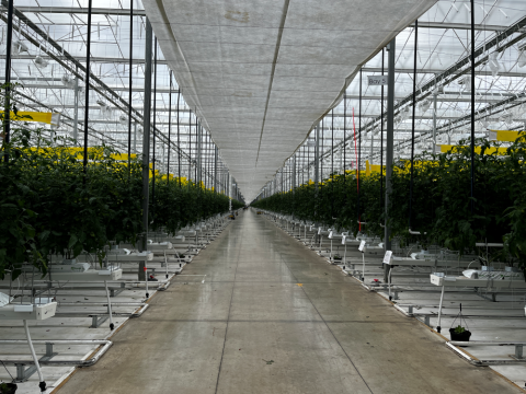greenhouse
