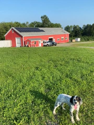 A brown and white dog stands in the foreground with a large red barn in the background. The bard has a partially installed solar array on the roof.