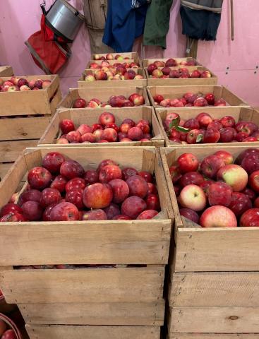 Apples in crates