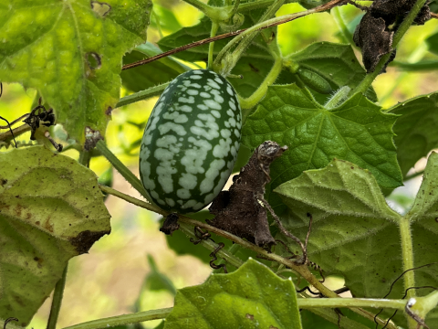 Cucamelon growing on a vine. 