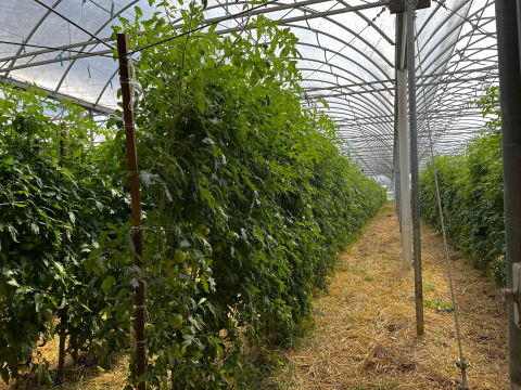Tomato crop growing inside a greenhouse. 