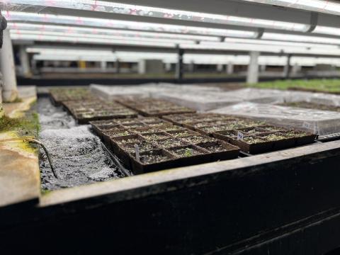 Aquaponics under REAP funded grow lights at Live Local Organic