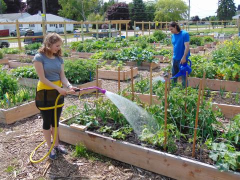 Dramm Employees watering plants