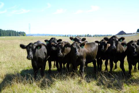 Marion Acres is helping to meet local demand for sustainably-produced agricultural products in northwest Oregon.