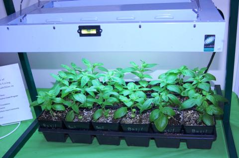 a flat of basil plants absorbs artificial sunshine under a specially equipped grow light