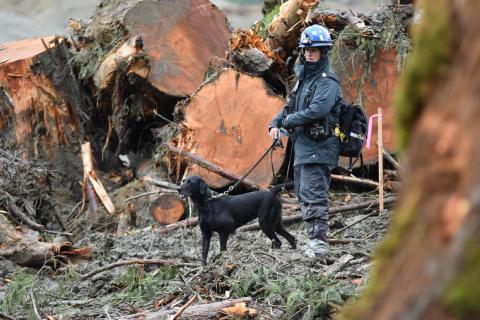 dog and rescue worker in disaster debris