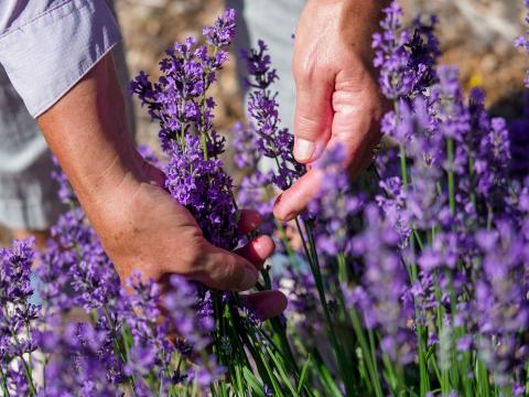 Closeup view of Mary's hands on a lavender plant.