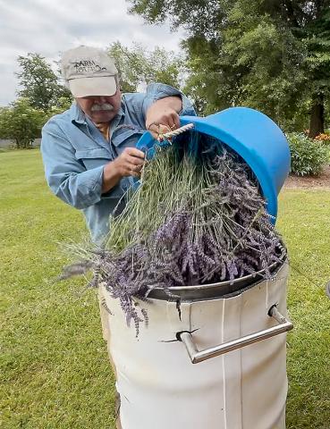 Neil loads lavender plants into a barrel for distilling.