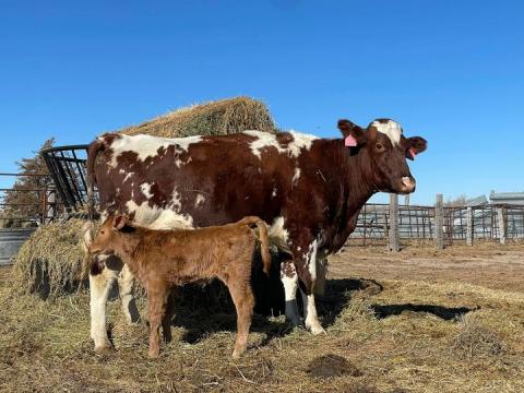 Smilin Ranch's first Calf 2022