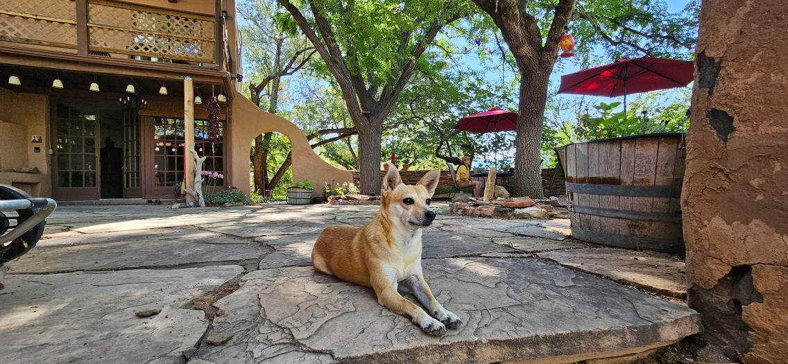 A small yellow dog lies on the outdoor rock patio of a guest lodge.