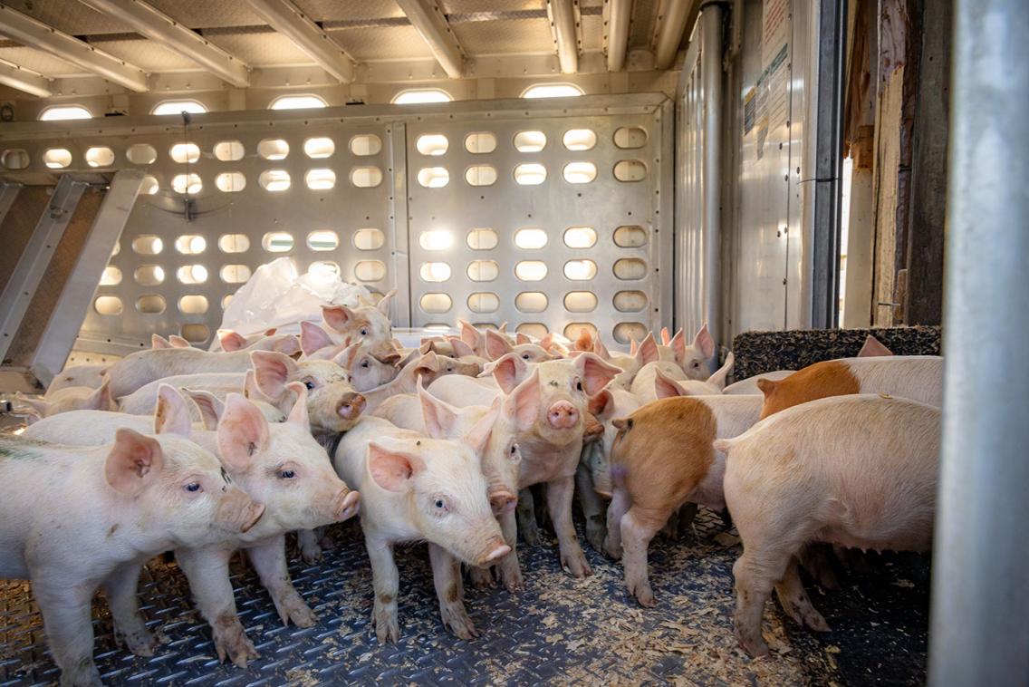 Photo of Arrow Farm pigs