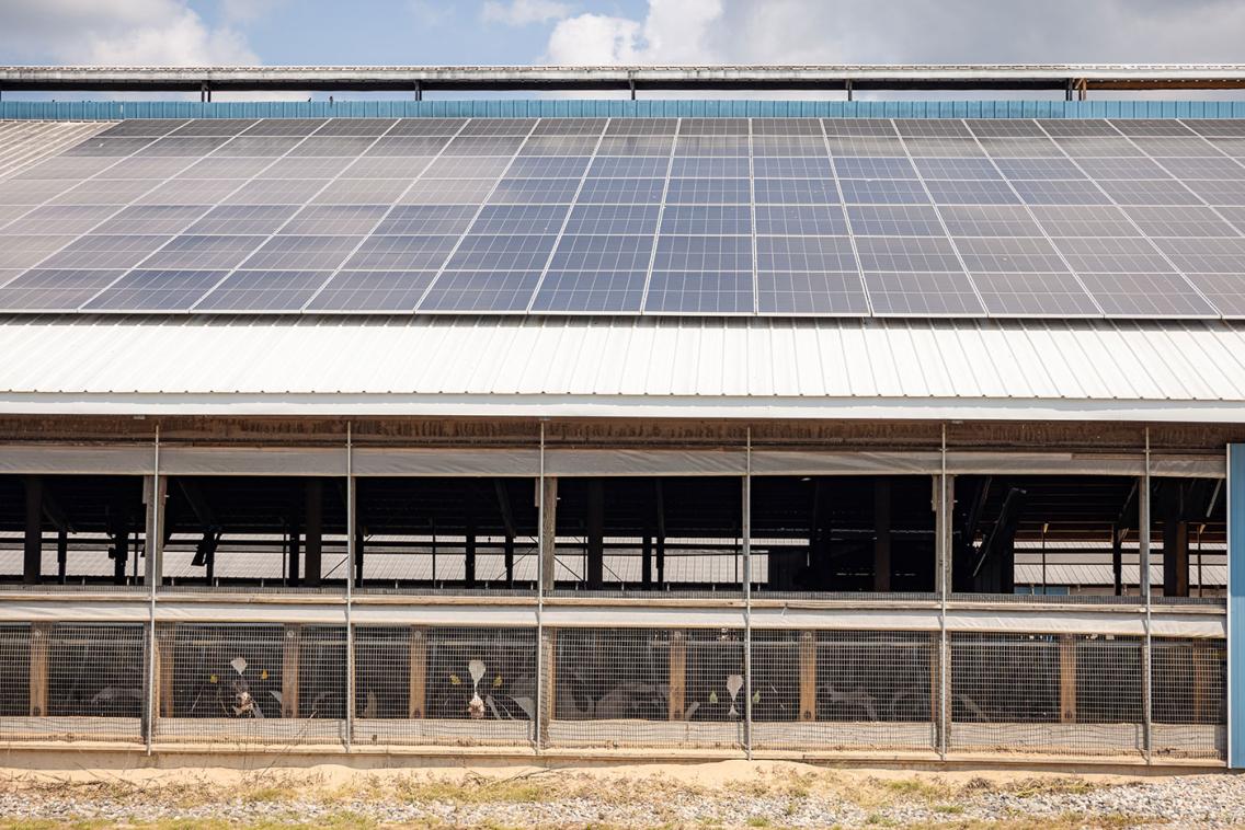 phot of solar panels on roof at Taraanthon Cattle
