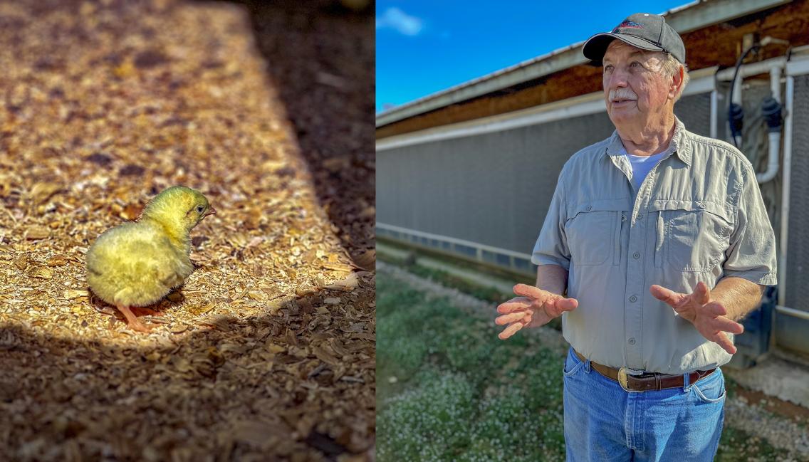 Composite image of chick and Bob Threewitts beside a poultry house.