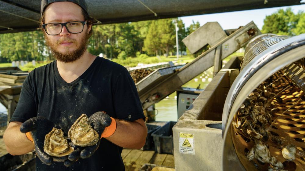 True Chesapeake Oyster Company