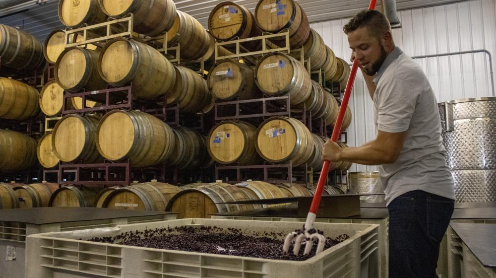 Unionville Vineyards GM John Cifelli crushes grapes for wine