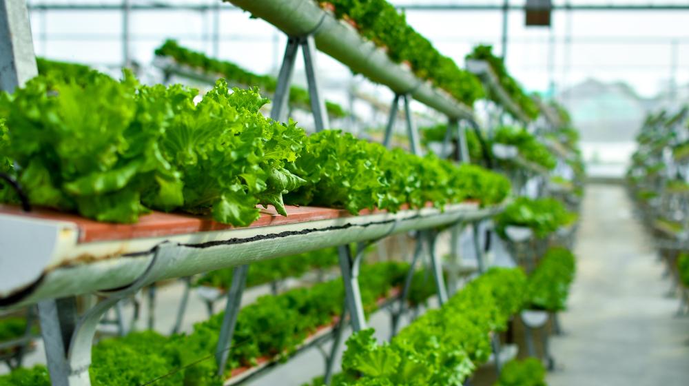 Greens grow in rows in a vertical greenhouse.
