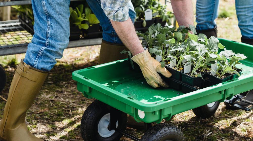 Farmer cultivating produce