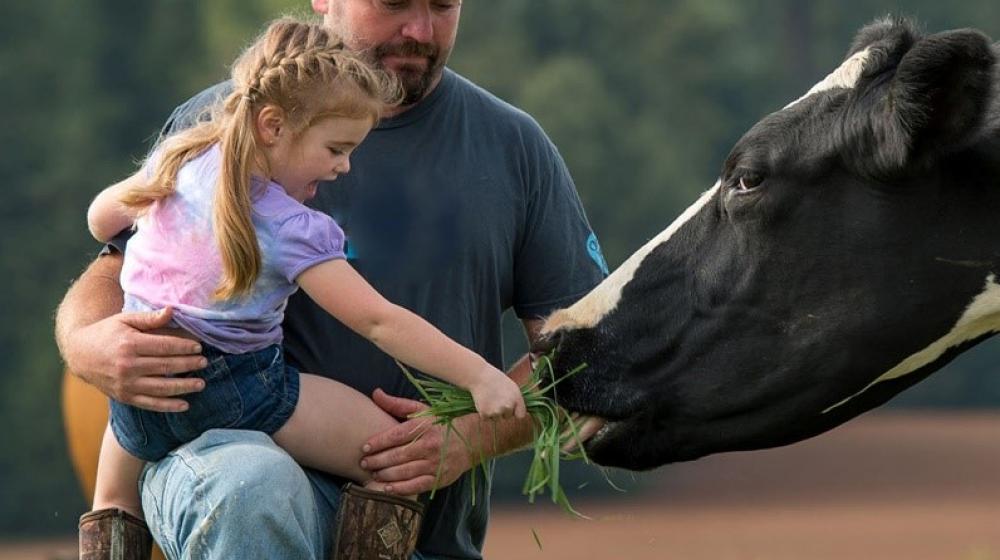 Organic Valley pic; picture of father and daughter with cow