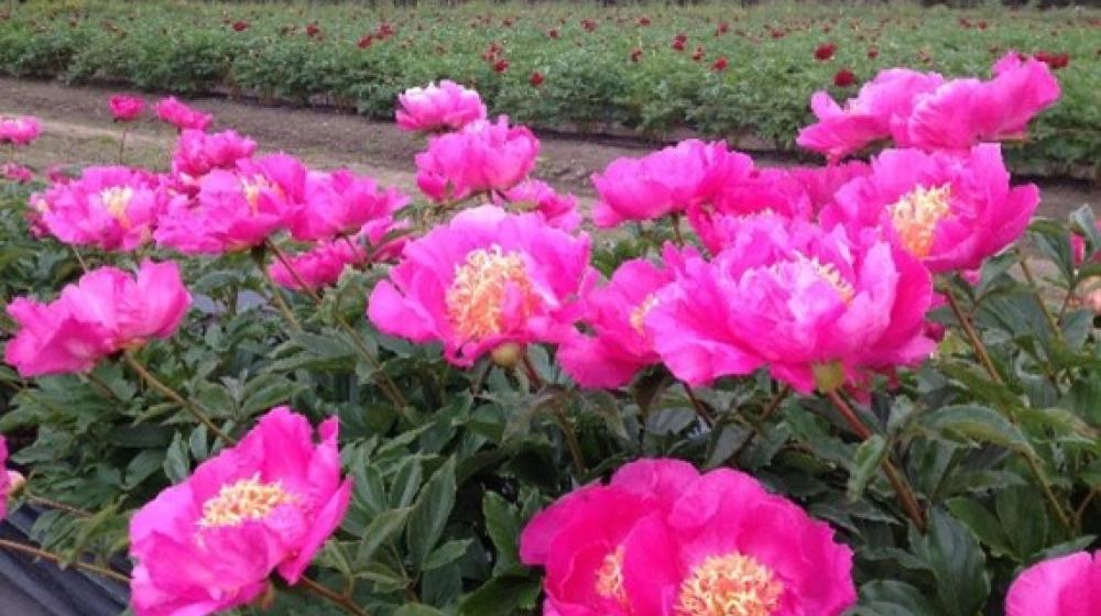 Peony Cooperative in Alaska