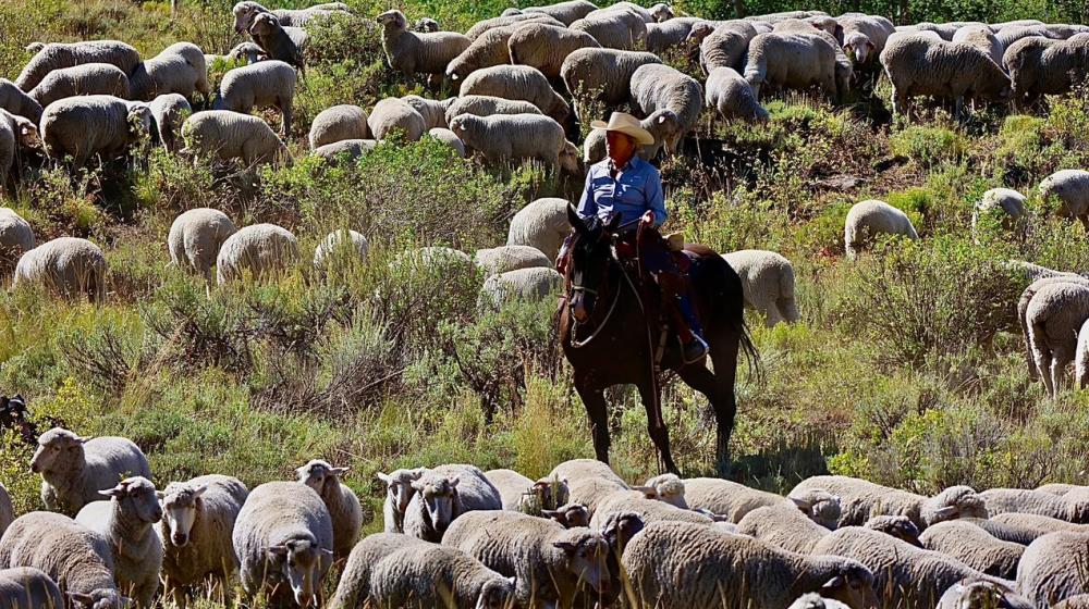 Jeanne Carver, founder and owner of Shaniko Wool, raising sheep