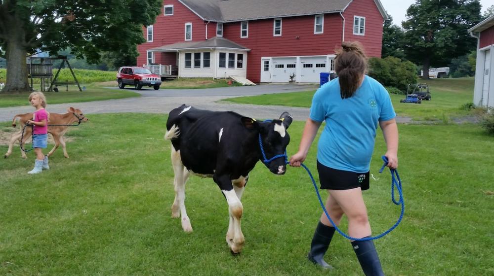 Girl leads a cow