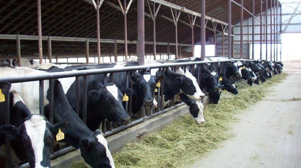 Dairy Cows at Kalispell Kreamery in Montana