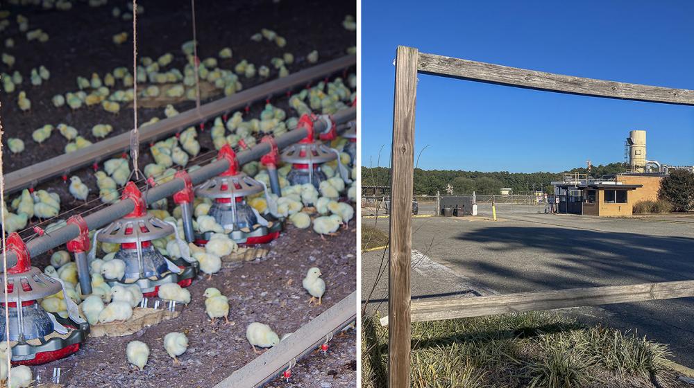 Poultry house interior and vacant Tyson Foods lot.