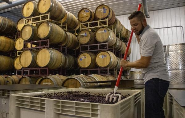 Unionville Vineyards GM John Cifelli crushes grapes for wine