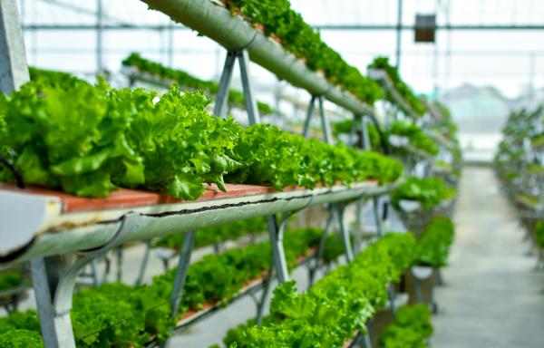Greens grow in rows in a vertical greenhouse.