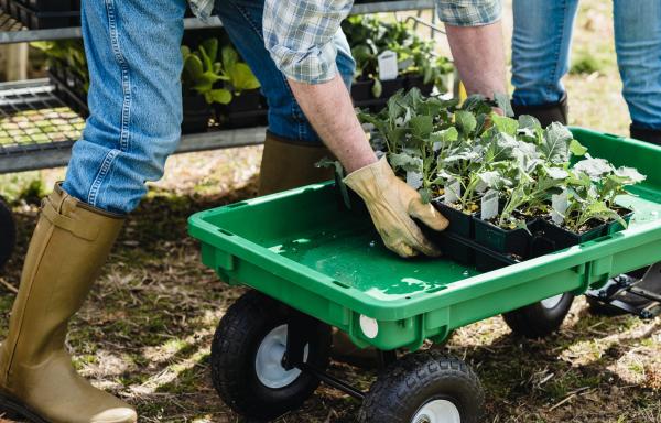 Farmer cultivating produce