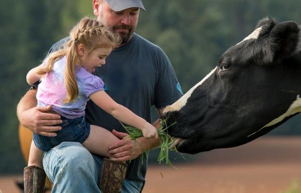 Organic Valley pic; picture of father and daughter with cow