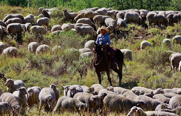 Jeanne Carver, founder and owner of Shaniko Wool, raising sheep