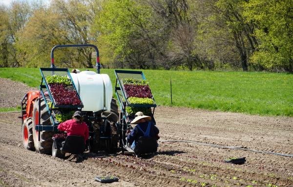 A tractor in a field with workers planting plants