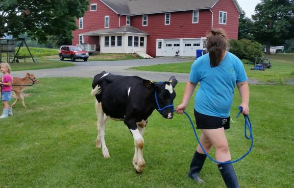 Girl leads a cow